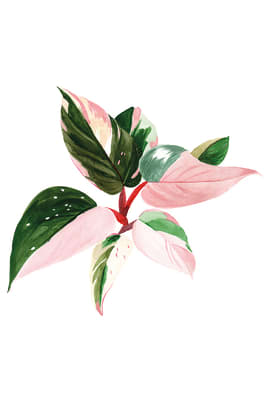 Print Pink