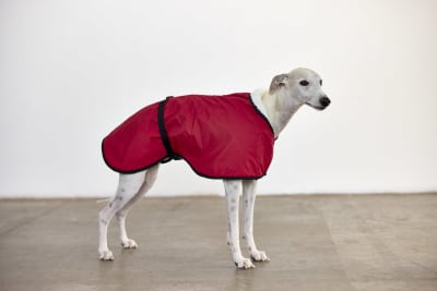 RAINY TEO ROJO
