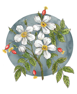 LÁMINAS NATURALEZA ROSA MOSQUETA