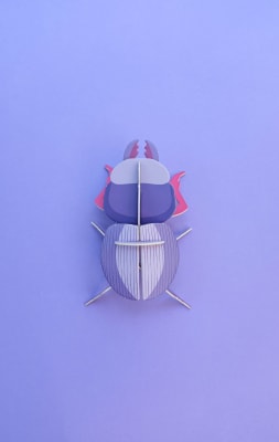 Escarabajo borrachito | Morado