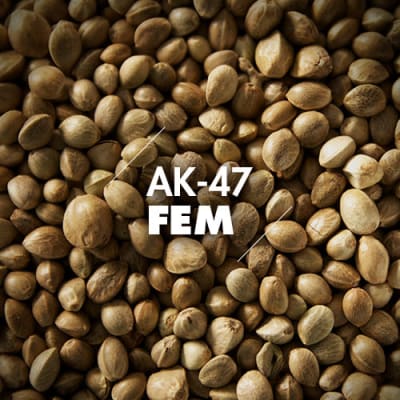 AK-47 | 10 Semillas | Feminizadas