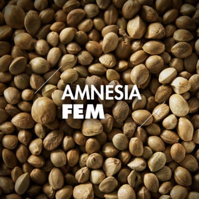 Amnesia | 10 Semillas | Feminizadas