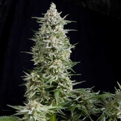 Semillas | Amnesia Gold | Fem | 1 semilla | Pyramid Seeds