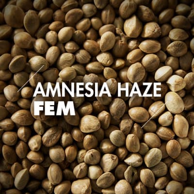 Amnesia Haze | 10 Semillas | Feminizadas