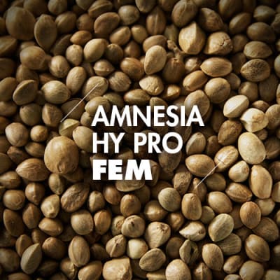 Amnesia Hy Pro | 10 Semillas | Feminizadas