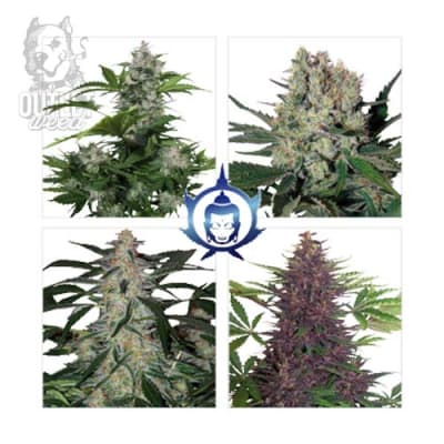 Semillas | Assorted Mix | Auto | 10 semillas | Buddha Seeds