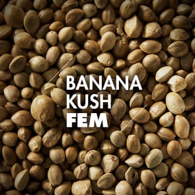 Banana Kush | 10 Semillas | Feminizadas