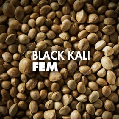 Black Kali | 10 Semillas | Feminizadas