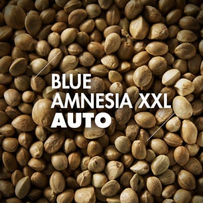 Blue Amnesia XXL | 10 Semillas | Automáticas