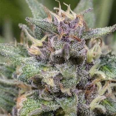 Semillas | BlueHell | Auto | 3 semillas | Medical Seeds