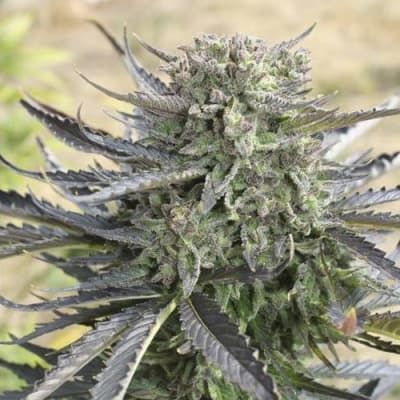 Semillas | Blue Mazar | Auto | 3 semillas | Dutch Passion