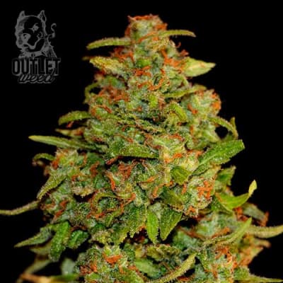 Semillas | Blue Kraken | Auto | 2 semillas | Shaman Genetics