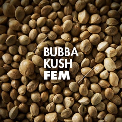 Bubba Kush | 10 Semillas | Feminizadas