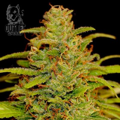 Semillas | Cheestar 99 | Fem | 2 semillas | Shaman Genetics
