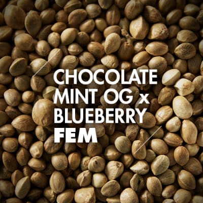 Chocolate Mint OG x Blueberry | 10 Semillas | Feminizadas