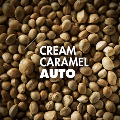 Cream Caramel | 10 Semillas | Automáticas