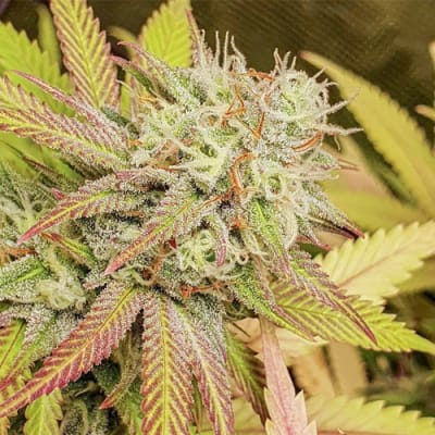 Semillas | Critical Orange Punch | Fem | 3 semillas | Dutch Passion