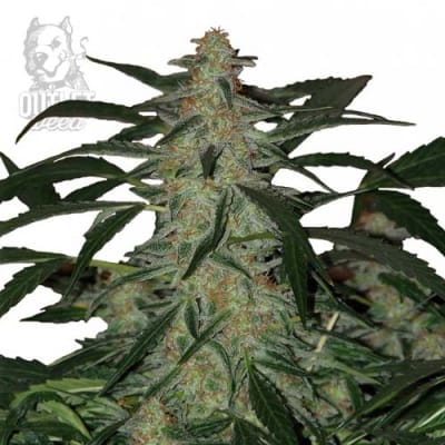 Semillas | Deimos | Auto | 3 semillas | Buddha Seeds