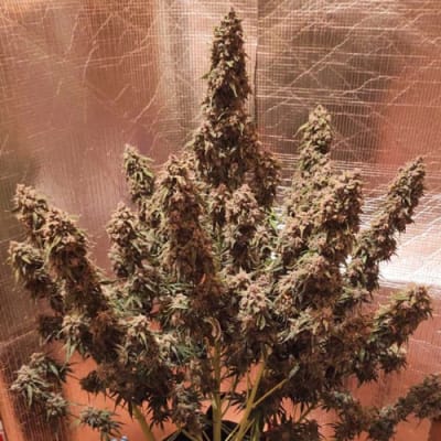 Semillas | Desfrán | Auto | 3 semillas | Dutch Passion