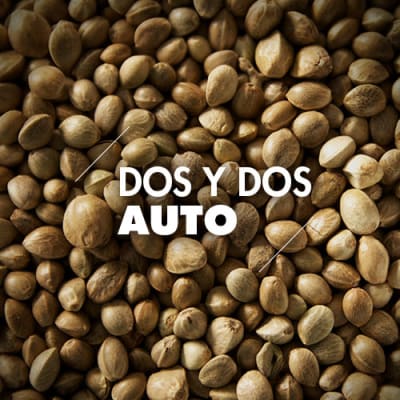 Dos y Dos | 10 Semillas | Automáticas