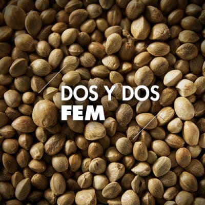 Dos y Dos | 10 Semillas | Feminizadas