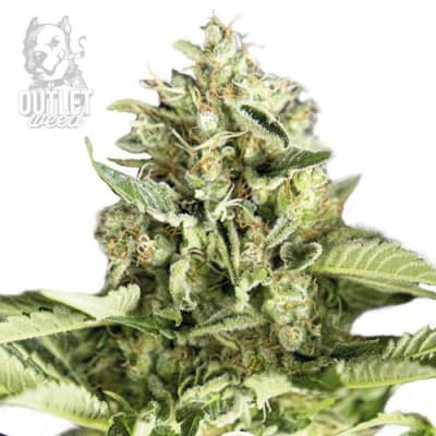 Semillas | Star Player Double Cookies | Fem | 12 semillas | BSF