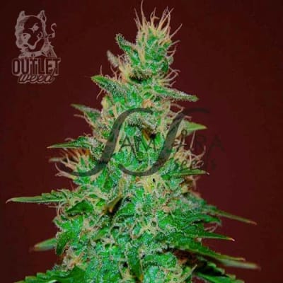 Semillas | El Alquimista | Auto | 3 semillas | MERMA | Samsara Seeds