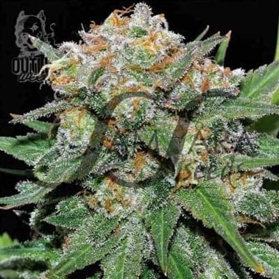 Semillas | El Alquimista | Fem | 3 semillas | MERMA | Samsara Seeds