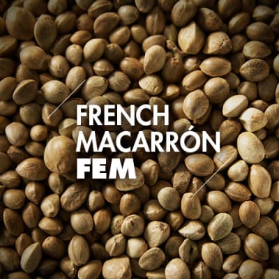 French Macarron | 10 Semillas | Feminizadas