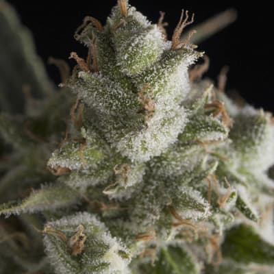 Semillas | Fresh Candy | Fem | 1 semilla | Pyramid Seeds