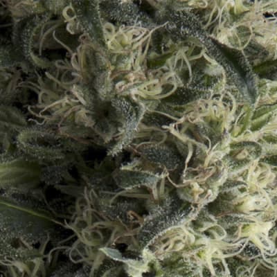 Semillas | Galaxy | Auto | 1 semilla | Pyramid Seeds