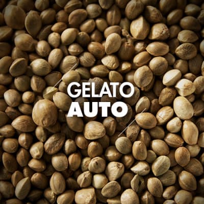 Gelato | 10 Semillas | Automáticas