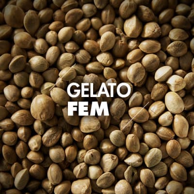 Gelato | 10 Semillas | Feminizadas