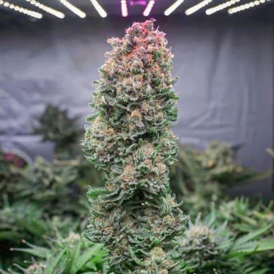 Semillas | Glueberry O.G. | Fem | 3 semillas | Dutch Passion