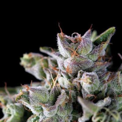 Semillas | Gorilla | Fem | 1 semilla | Pyramid Seeds