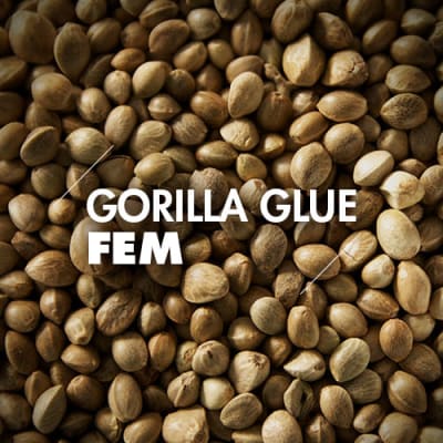 Gorilla Glue | 10 Semillas | Feminizadas