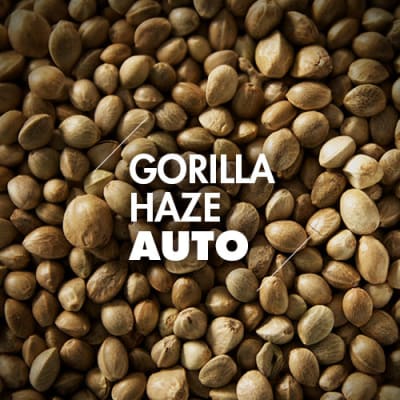 Gorilla Haze | 10 Semillas | Automáticas
