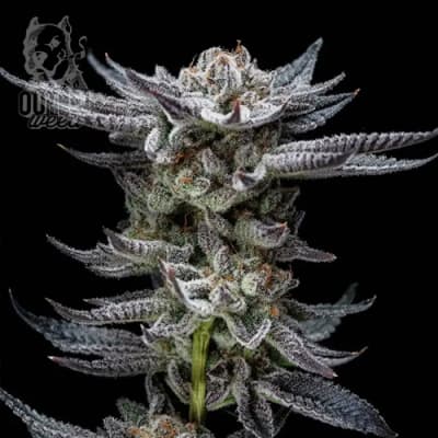 Semillas | Gorilla Glue | Auto | 4 semillas | BSF