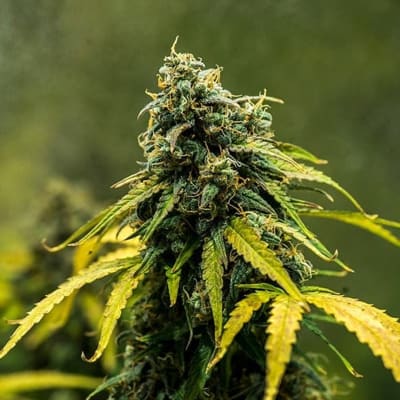 Semillas | Royal Haze | Auto | 1 semilla | MERMA | Royal Queen