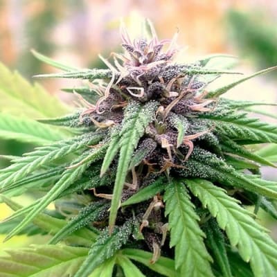 Semillas | Hollands Hope | Fem | 3 semillas | Dutch Passion