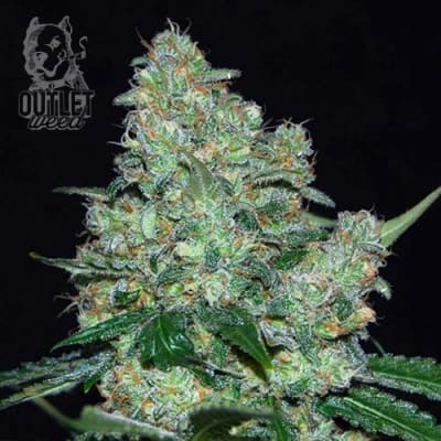 Semillas | Hubba Bubba | Fem | 2 semillas | Shaman Genetics