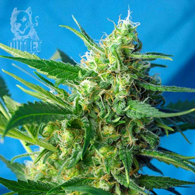 Semillas | Ice Cool | Auto | 3+1 semillas | MERMA | Sweet Seeds