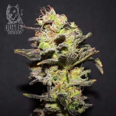 Semillas | Icer | Fem | 3 semillas | R-Kiem