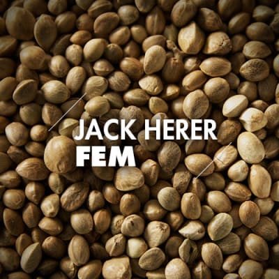 Jack Herer | 10 Semillas | Feminizadas