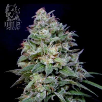 Semillas | Knock Out | Fem | 2 semillas | Shaman Genetics