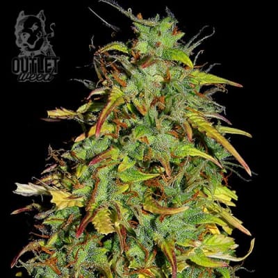 Semillas | Kraken | Auto | 2 semillas | Shaman Genetics