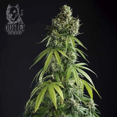 Semillas | Lebron Haze XXL | Auto | 12 semillas | BSF
