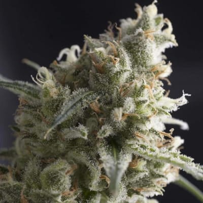 Semillas | Lennon | Fem | 3 semillas | Pyramid Seeds