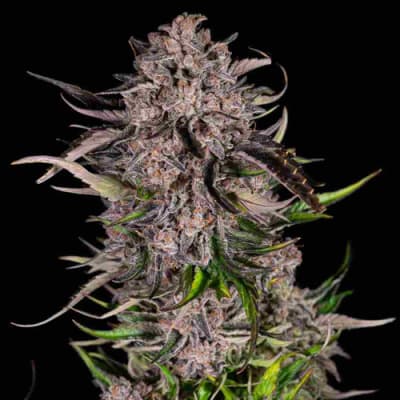 Semillas | Mack & Crack | Auto | 3+2 semillas | Seed Stockers