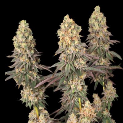 Semillas | Mack & Crack | Fem | 3+2 semillas | Seed Stockers